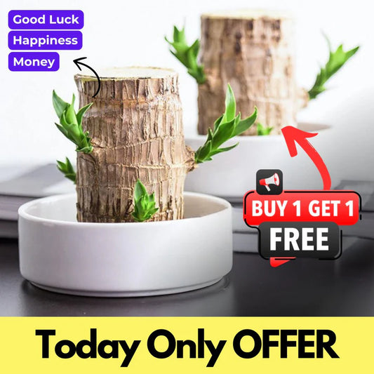 Brazilian Lucky Wood Mini Plant (🔥Buy 1 Get 1 FREE TODAY ONLY🔥)